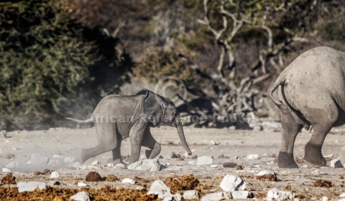 Elephant Baby on the Run