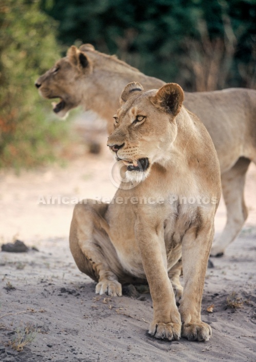 Lions on Banks of Chobe River