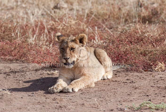 Lion Cub Lying on its Belly