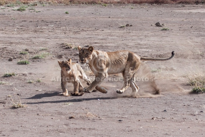 Lion Cub Practising Hunting Skills