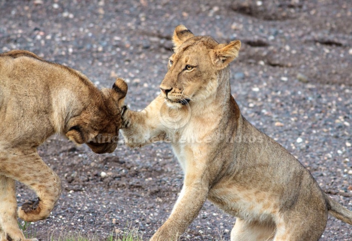 Young Lions Play-Fighting