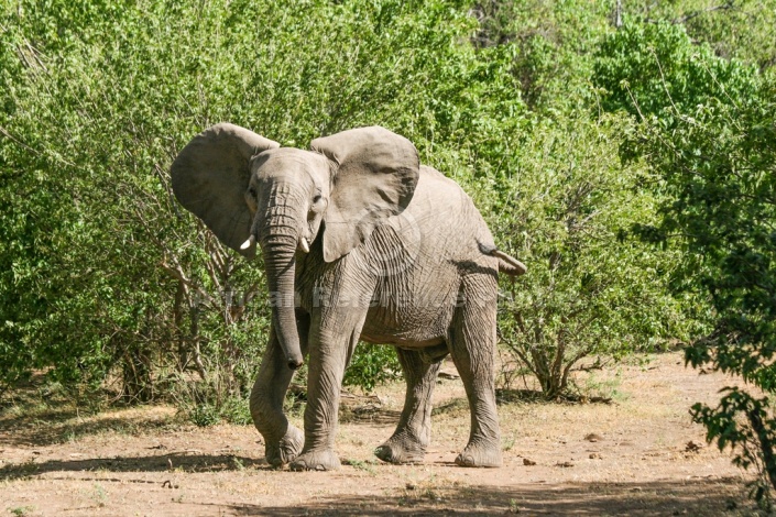 Elephant Acting Aggressively