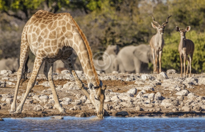 Giraffe at Waterhole with Kudu Pair