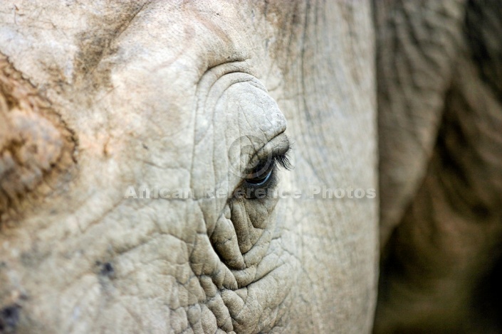 White Rhino, Facial Close-up
