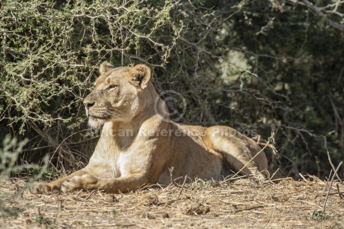 Lioness on Bank
