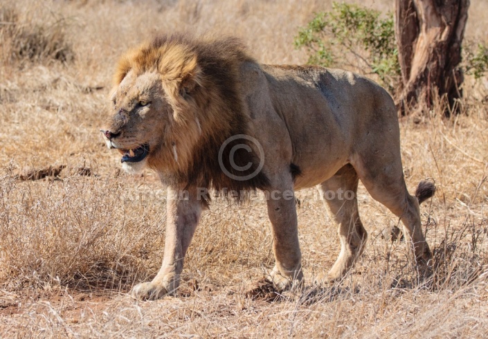 Lion Male Walking