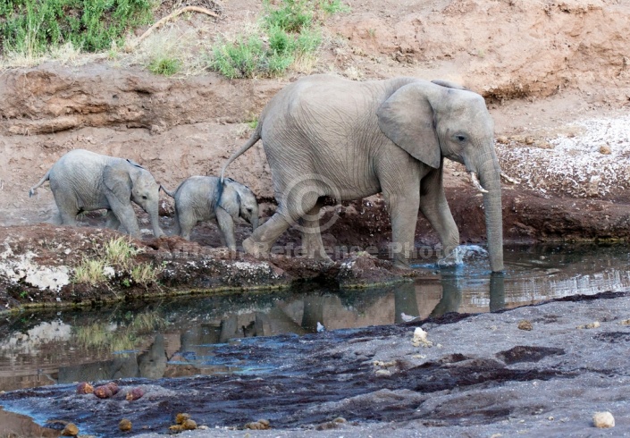 Elephant with Young Crossing Pool