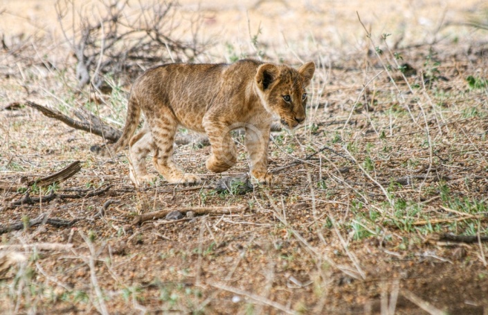 Lion Cub Walking with Intent