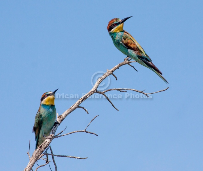 European Bee-eater Duo