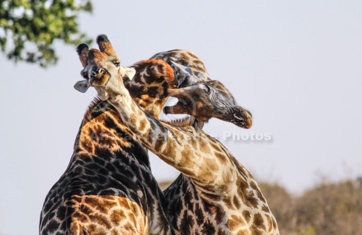 Close-up of Giraffe Pair Sparring