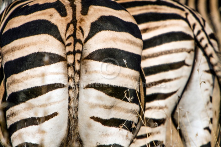 Zebra Pair, Close-up of Tail and Rump
