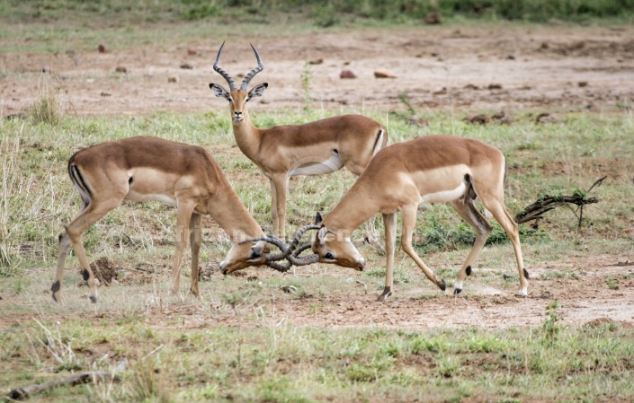 Impala Confrontation