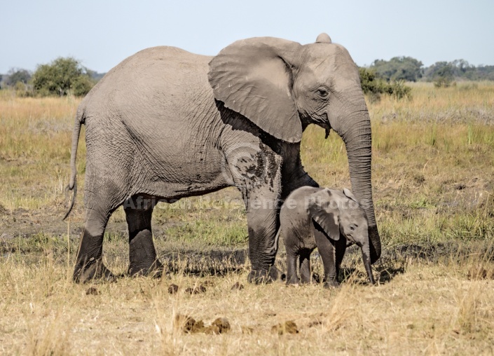 Mother Elephant with Baby