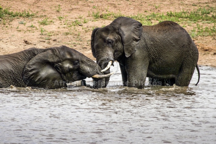 Elephants in Water Shallows