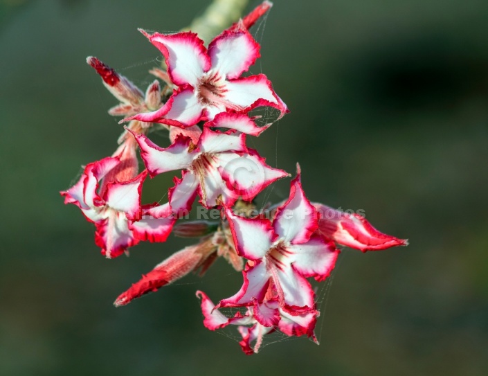 Flowering Impala Lily
