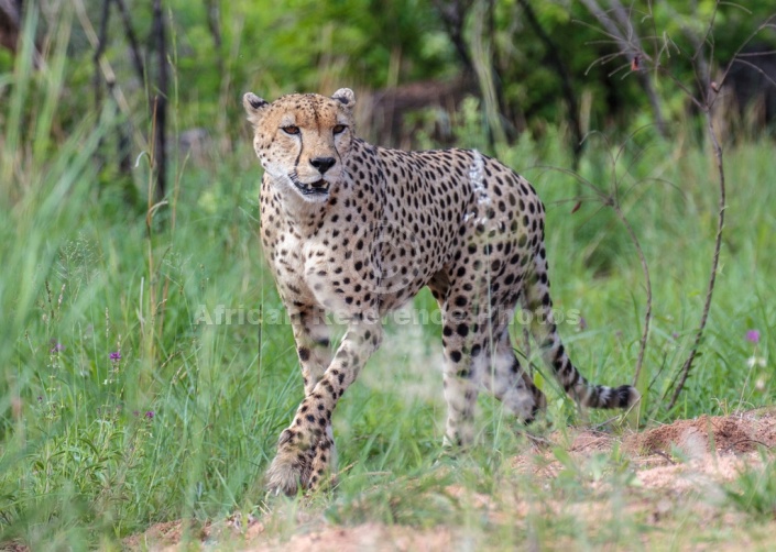 Cheetah Male Keeping Eye on Surroundings