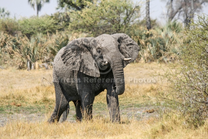 African Elephant Reference Photo