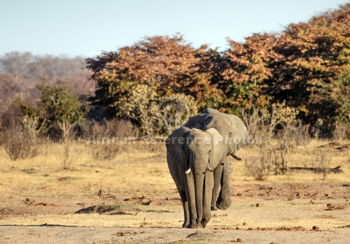 African Elephant Pair Heading for Waterhole