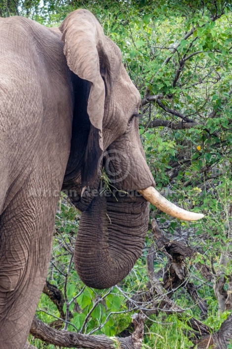 African Elephant, Head and Tusk
