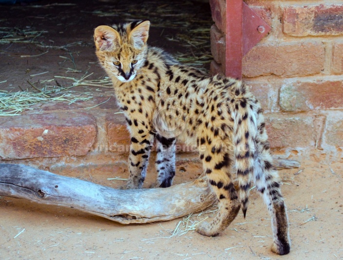 Serval Kitten in Wildlife Centre