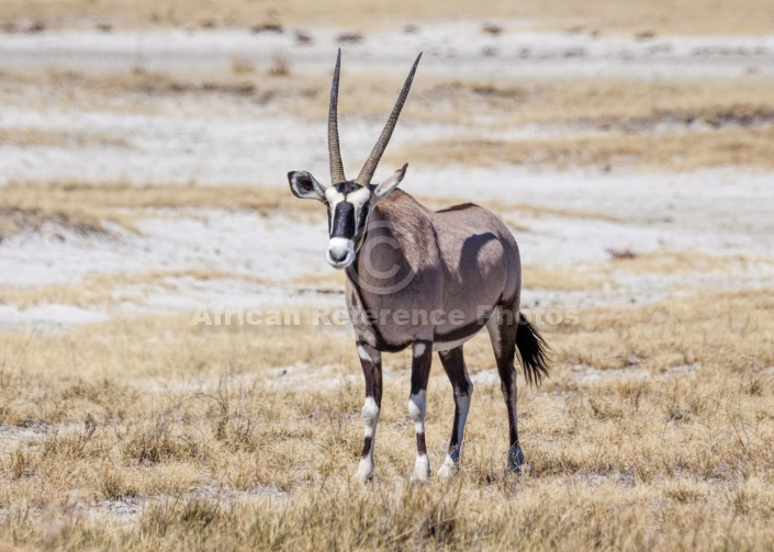 Gemsbok Standing in Grassland