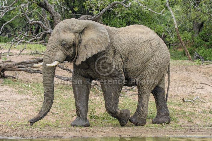 Elephant Male, Side-on
