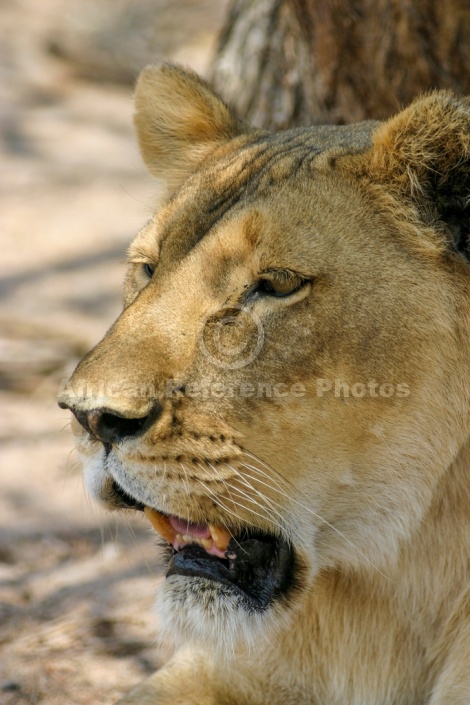 Lioness Close-Up