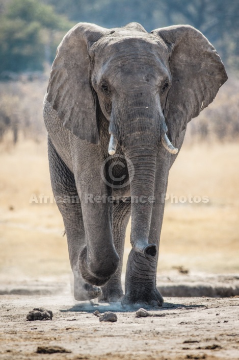 Elephant Striding to Waterhole