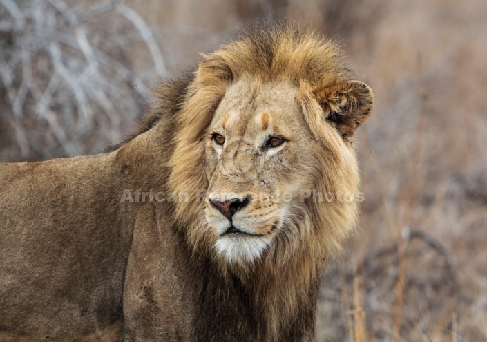 Male Lion Art Reference Photo