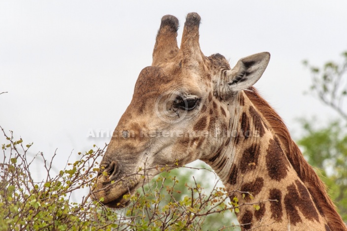 Close-up reference photo of giraffe browsing