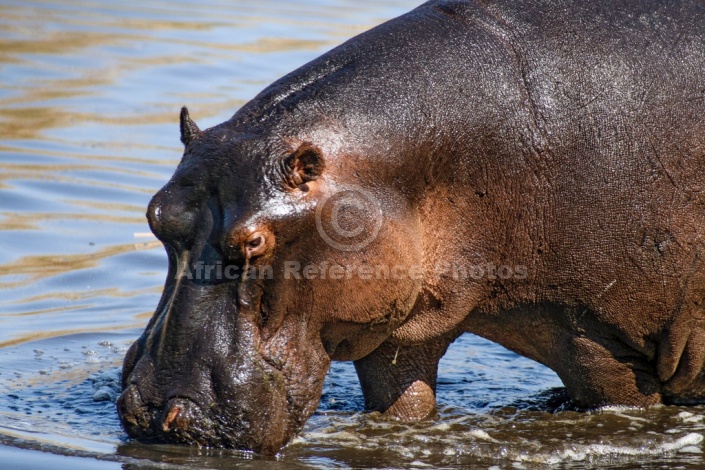Hippo Standing in Shallows
