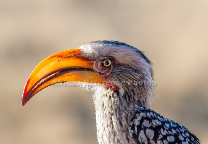 Southern Yellow-billed Hornbill Close-up, in Profile