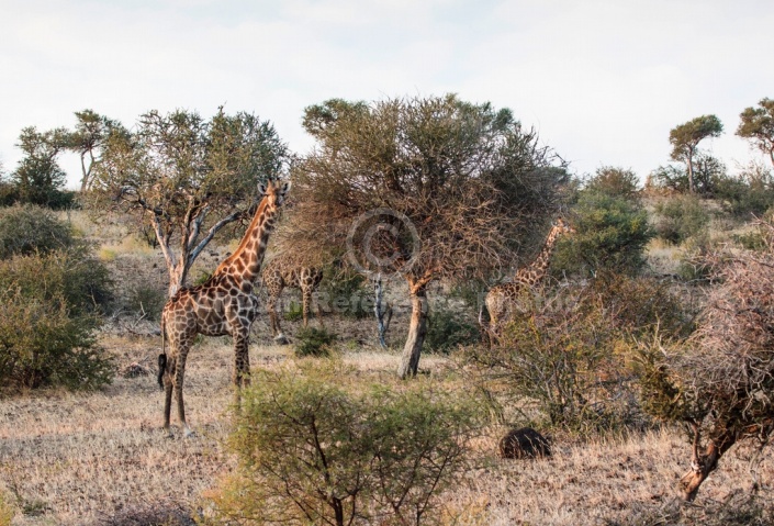 Giraffe Pair Among Trees