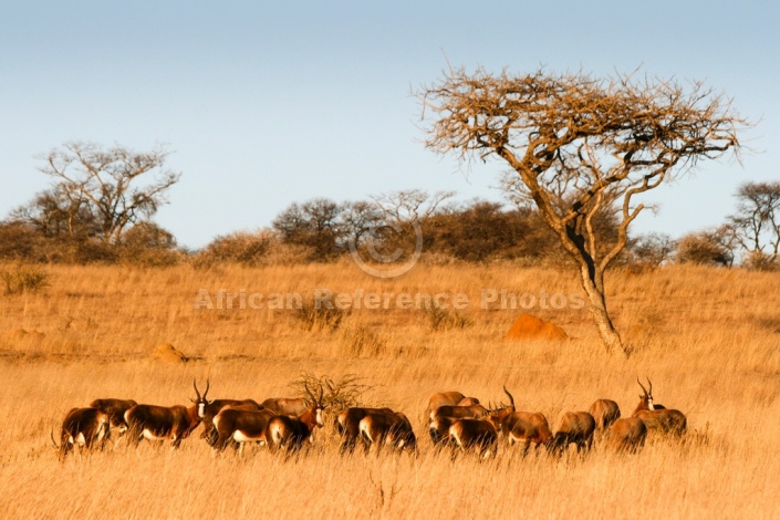 African Acacia Trees and Grazing Blesbok