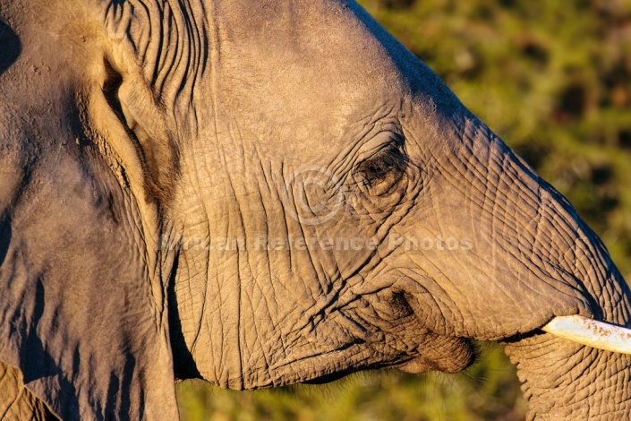 Young Elephant, Side-On