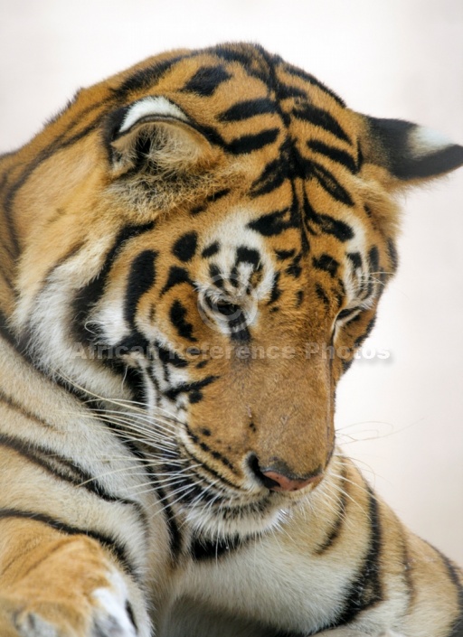 Bengal Tiger Looking Down