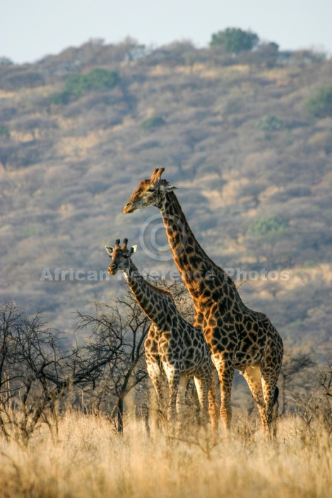 Giraffe Pair in Acacia Thornveld