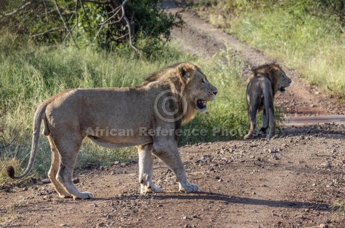Lion Males in Road