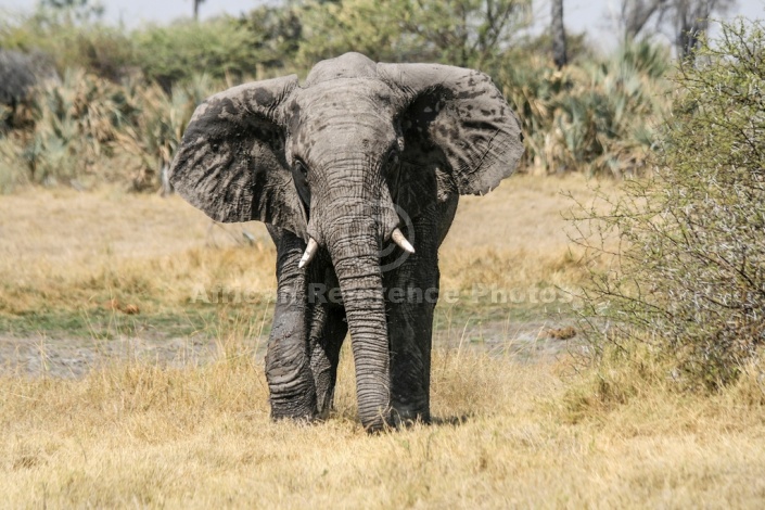 African Elephant Reference Photo