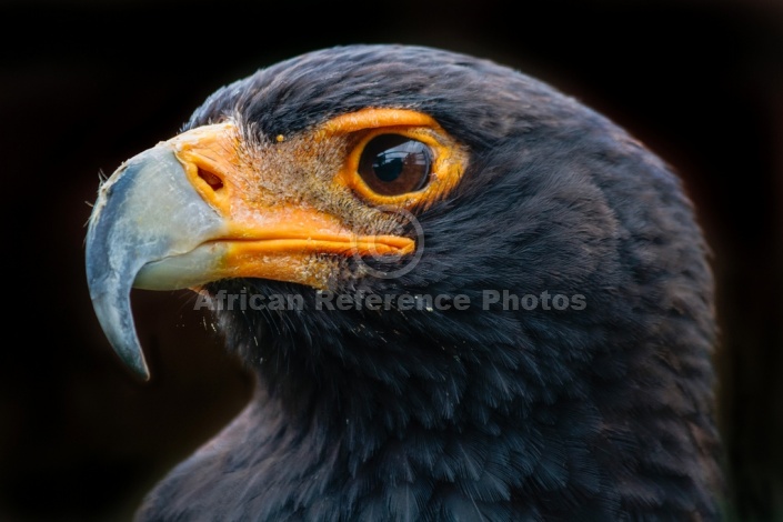 Verreaux's Eagle, Close-Up