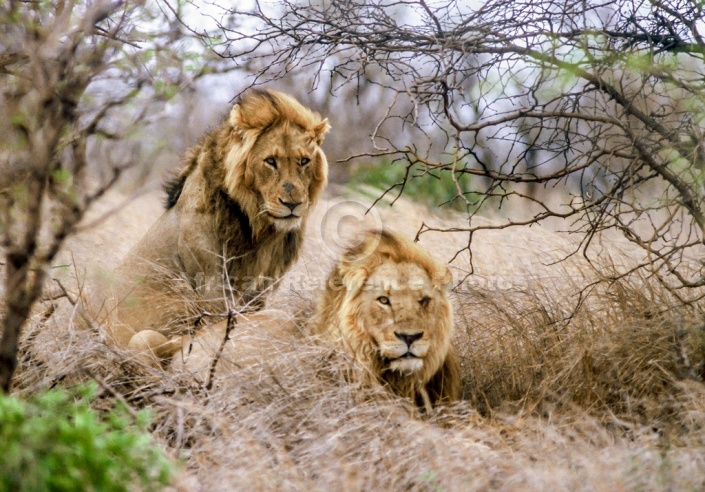 Pair of Male Lions in Winter Vegetation