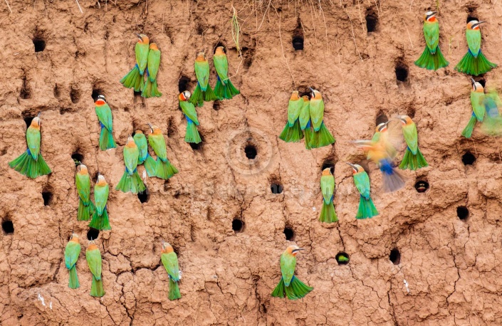 White-fronted Bee-eaters Nesting in River Bank