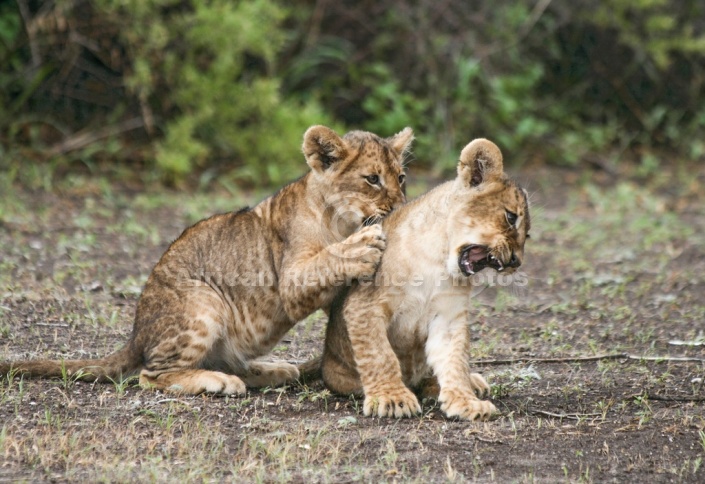 Lion Cubs Play-Fighting
