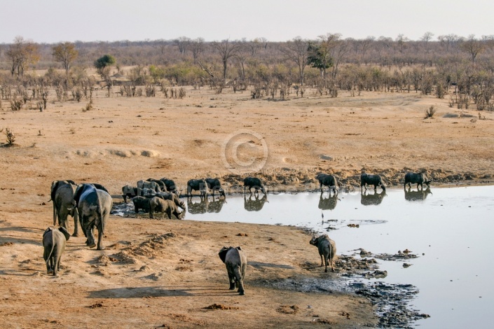 Buffalo Herd Drinking