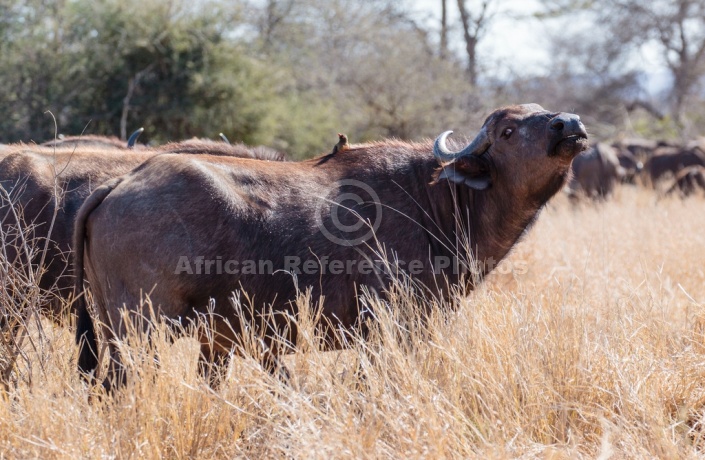 Buffalo Cow with Head Raised