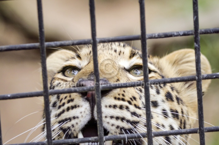 Caged Leopard
