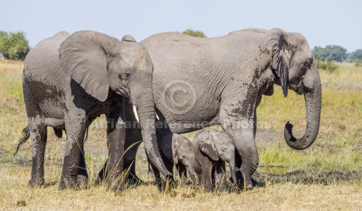 Elephant Pair with Youngsters