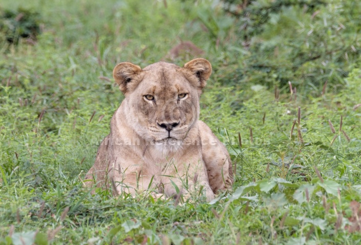 Lioness Looking at Camera