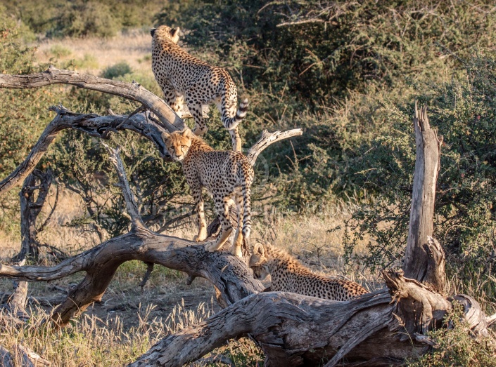 Cheetah Trio on Tree Stump