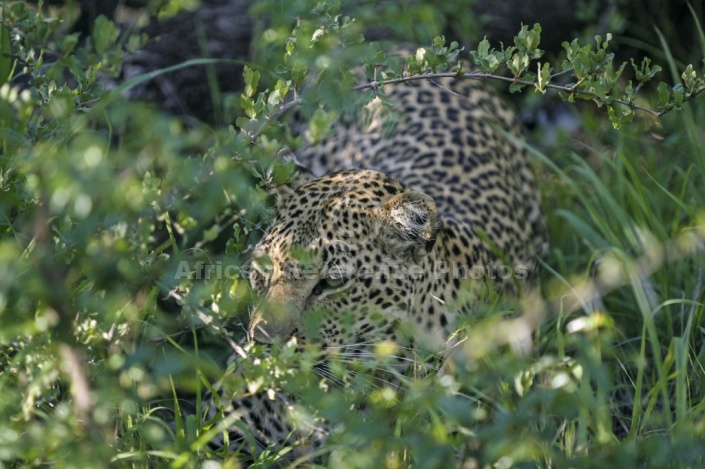 Leopard Moving through Thick Bush